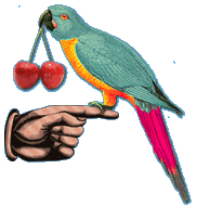 Polly want a cherry?